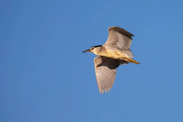 Mature Night Heron Flight Blue Sky Early Morning — Stock fotografie