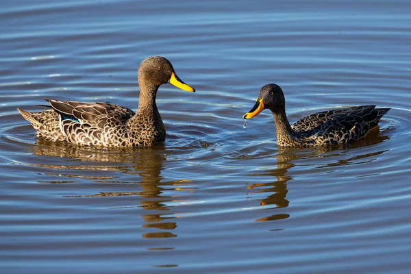 Pair Yellow Billed Ducks Small Pond Busy Courtship — Stock Photo, Image