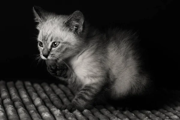 白いふわふわの毛布の上に青い目の小さな灰色の子猫 ストック画像
