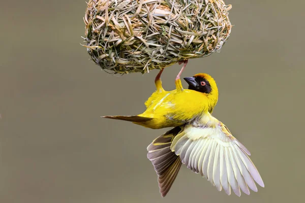 Tisserand Masqué Méridional Mâle Construisant Nid Herbe Verte Images De Stock Libres De Droits