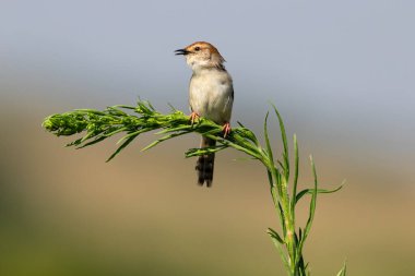 Zınlayan Cisticola taze yeşil bir gövdeye nazikçe tünemiş. Sıcak kahverengi tacı güneş ışığını yakalıyor.