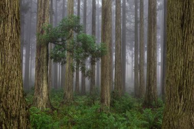Sabah sisiyle kaplanmış dingin bir çam ormanı orman zeminini çevreleyen canlı yeşil otlarla kaplı.