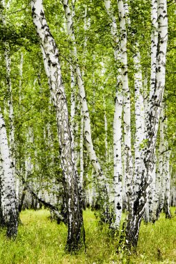 huş ağacı orman yaz manzara