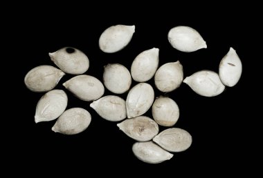 siyah zemin kabak çekirdeği