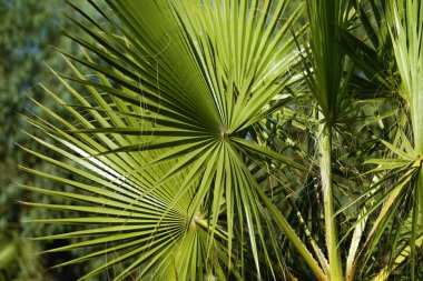 Arka planda palmiye yaprakları