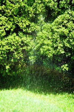 su spreyi ile ağaç sulama