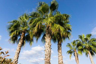 gökyüzü avuç içi yaz manzara