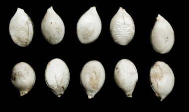 siyah zemin kabak çekirdeği