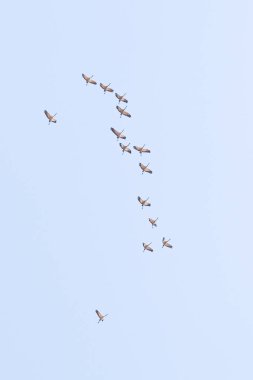bir sürüsü gökyüzünde yüksek Vinçler