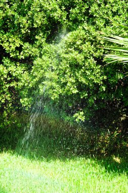 su spreyi ile ağaç sulama