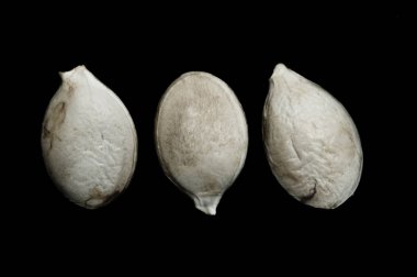 siyah zemin kabak çekirdeği