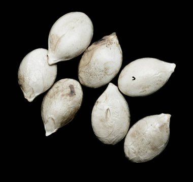 siyah zemin kabak çekirdeği