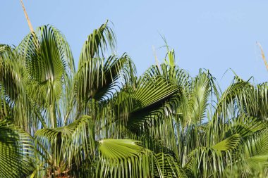 Arka planda palmiye yaprakları