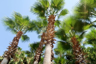 Ağaç görünümü, aşağıdan gökyüzüne doğru palmiye