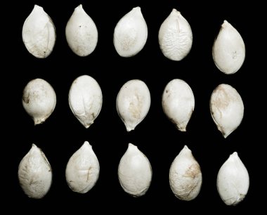 siyah zemin kabak çekirdeği