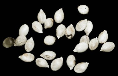 siyah zemin kabak çekirdeği