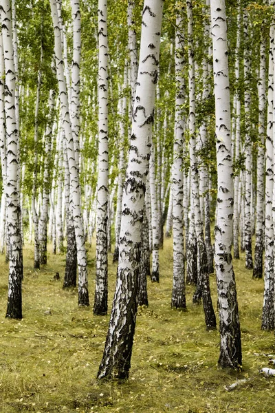 Birch Forest Autumn Landscape — Stock Photo, Image