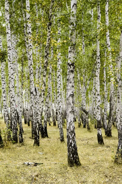 Birkenwald Herbstlandschaft — Stockfoto