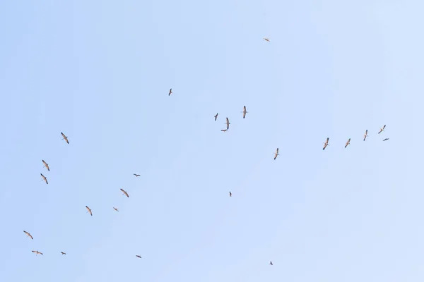 Eine Schar Kraniche Hoch Himmel — Stockfoto