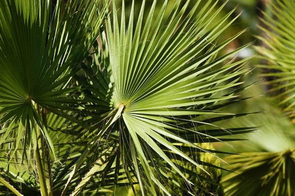 Arka Planda Palmiye Yaprakları — Stok fotoğraf