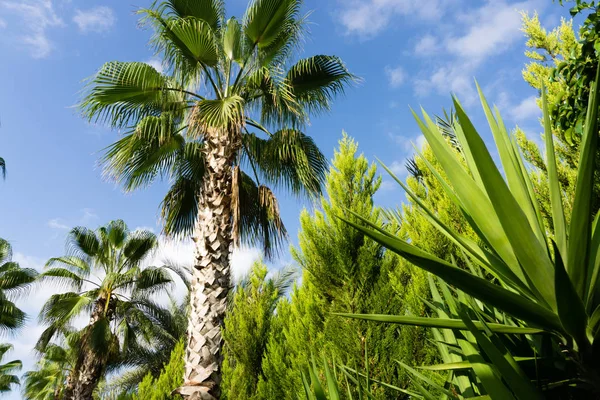 Sky Palmen Zomer Landschap — Stockfoto