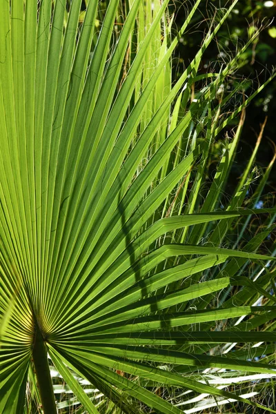 Palm Levelek Égen Háttér — Stock Fotó
