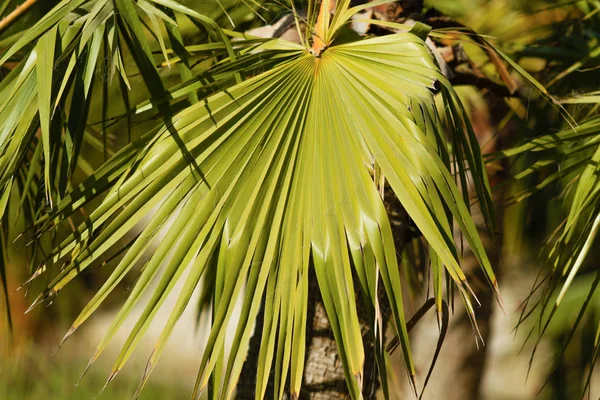 Palm Leaves Sky Background — Stock Photo, Image