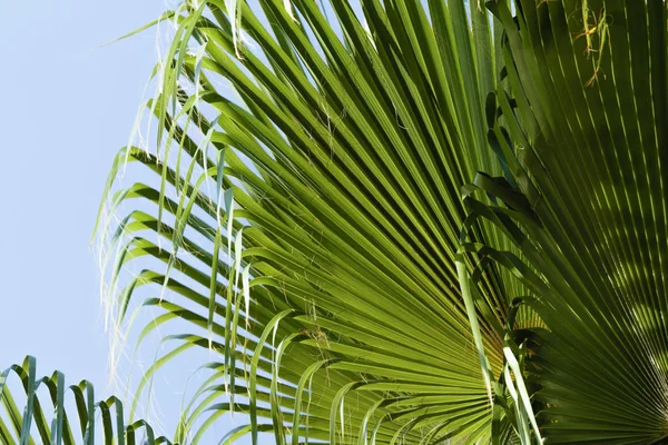 Palm Levelek Égen Háttér — Stock Fotó