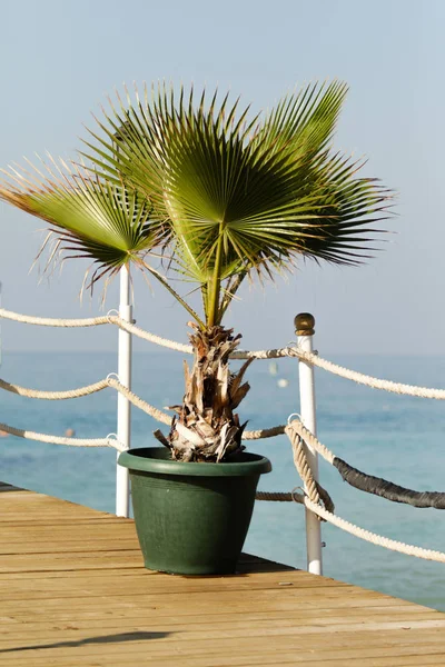 Palmera Olla Playa — Foto de Stock