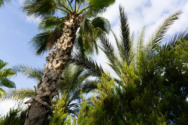 Sky Palmen Zomer Landschap — Stockfoto