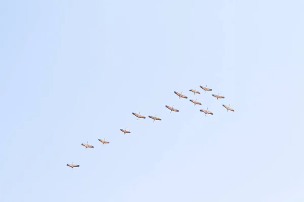 Flock Cranes High Sky — Stock Photo, Image