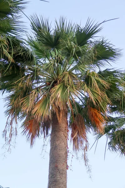 Palm Bomen Weergave Van Onderen Hemel — Stockfoto