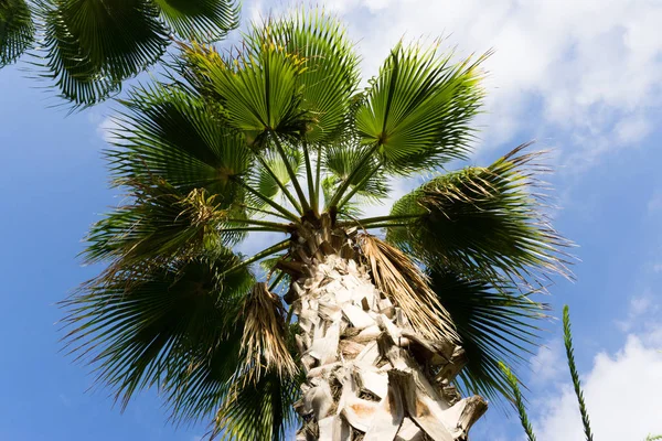 Sky Palmen Zomer Landschap — Stockfoto