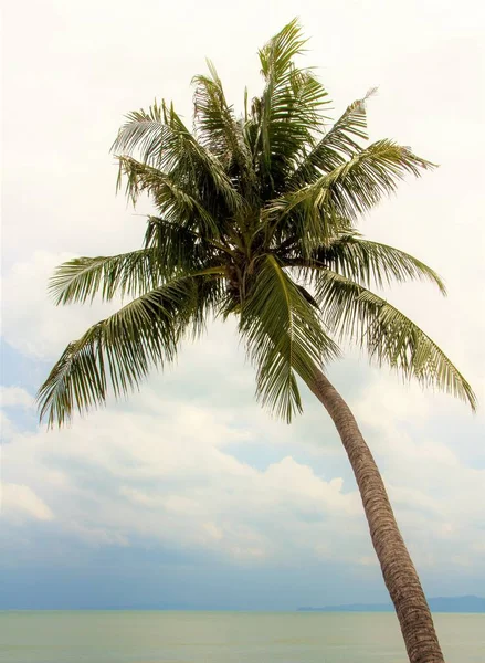 棕榈在海滩天空 — 图库照片