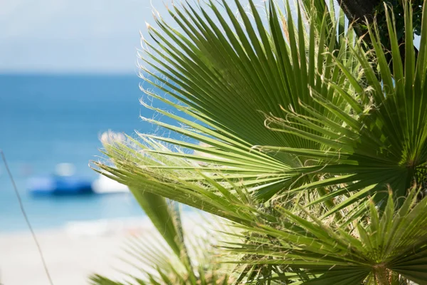 Palme Fuoco Sfondo Spiaggia Offuscata — Foto Stock