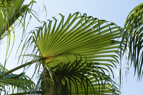 Palmblad Himlen Bakgrund — Stockfoto