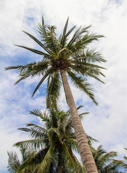 Palmiers Sur Ciel Plage Paysage — Photo