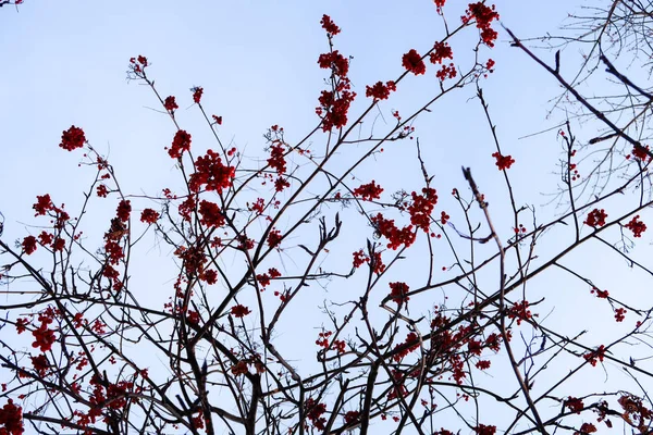 Mountain Ash Winter Sky Background — Stock Photo, Image