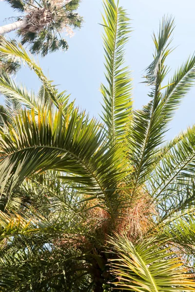 Palm Träd Visa Underifrån Himlen — Stockfoto