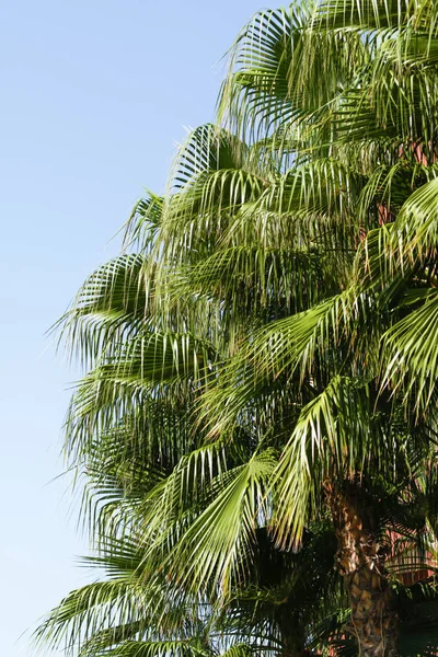 Folhas Palma Fundo Céu — Fotografia de Stock