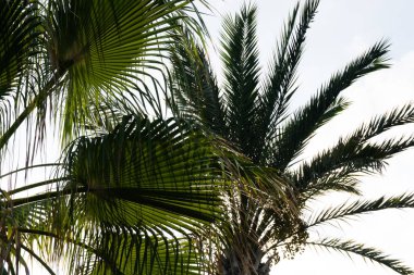 gökyüzü avuç içi yaz manzara