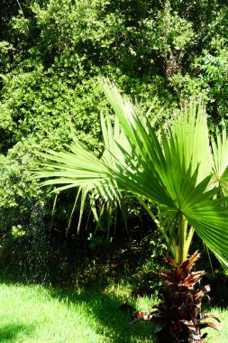 yeşil yaprakları avuç içi manzara gökyüzü