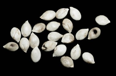 siyah zemin kabak çekirdeği