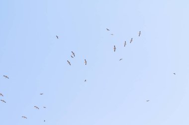 bir sürüsü gökyüzünde yüksek Vinçler