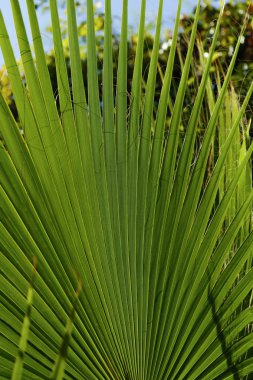 Arka planda palmiye yaprakları