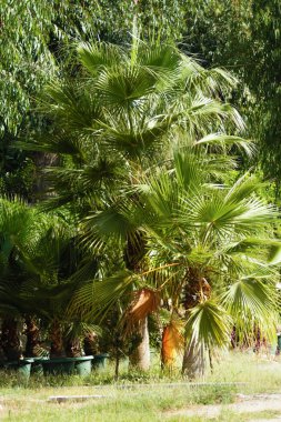 Arka planda palmiye yaprakları