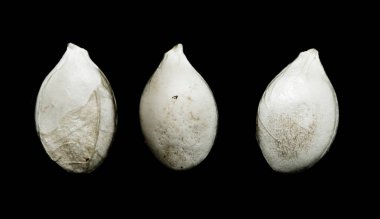 siyah zemin kabak çekirdeği