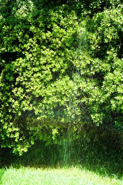 Arroser Arbre Avec Eau Pulvérisée — Photo