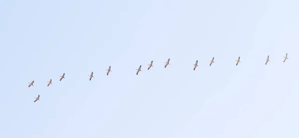 Flock Cranes High Sky — Stock Photo, Image