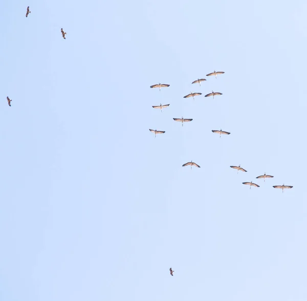 Flock Cranes High Sky — Stock Photo, Image